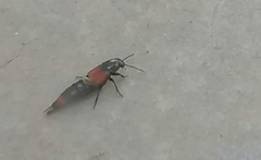 Astrapaeus ulmi