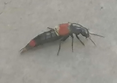Astrapaeus ulmi