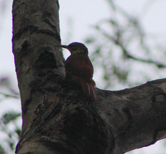 Lepidocolaptes souleyetii