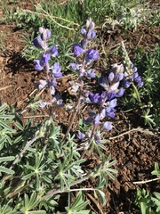 Lupinus hillii