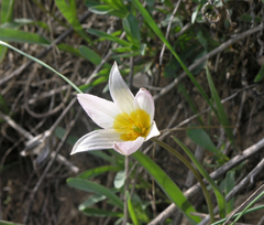 Tulipa patens