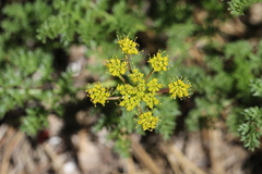 Cymopterus terebinthinus