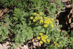 Cymopterus terebinthinus