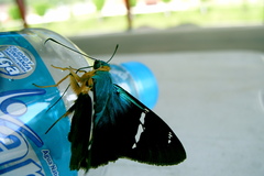 Astraptes fulgerator azul