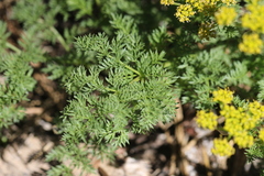 Cymopterus terebinthinus