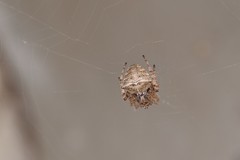 Gibbaranea bituberculata