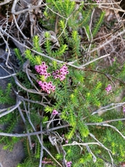 Erica strigosa