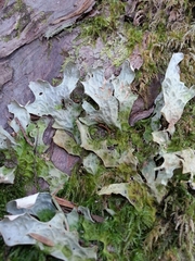 Lobaria pseudopulmonaria