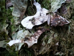 Lobaria pseudopulmonaria