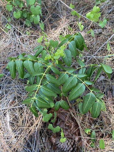 West Indian mahogany (Swietenia mahagoni)