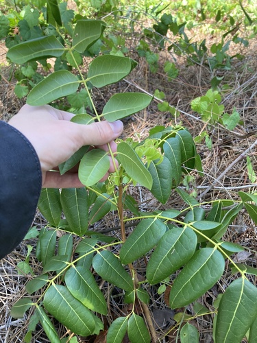 Swietenia mahagoni