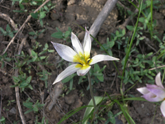 Tulipa patens