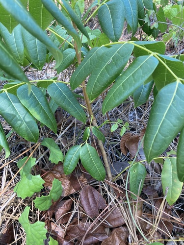 Swietenia mahagoni