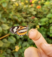 Hypothyris euclea laphria