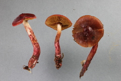 Cortinarius cardinalis