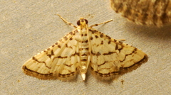 Hileithia rehamalis