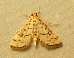 Hileithia rehamalis