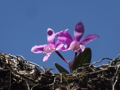 Cattleya loddigesii