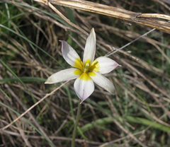 Tulipa patens