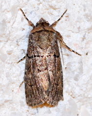 Sympistis induta