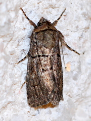Sympistis induta
