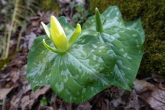 Trillium luteum