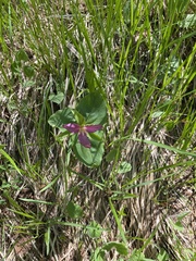 Callipetalon