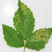 Agromyza - Photo (c) daviddodd, μερικά δικαιώματα διατηρούνται (CC BY-NC), uploaded by daviddodd