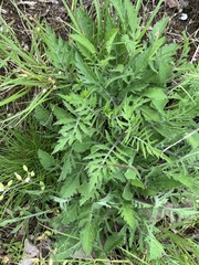 Scabiosa ochroleuca