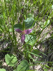 Callipetalon