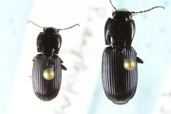 Pterostichus amethystinus