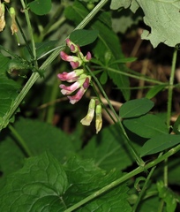 Vicia dumetorum