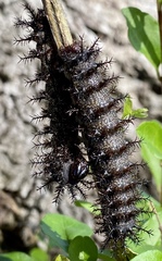 Hemileuca maia