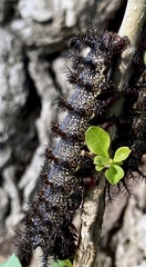 Hemileuca maia