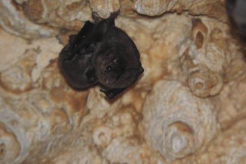 Pallas's Long-tongued Bat
