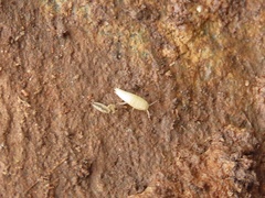 Atelurinae