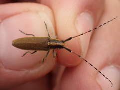 Agapanthia asphodeli