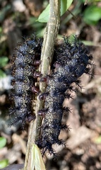 Hemileuca maia