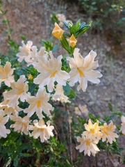 Diplacus grandiflorus