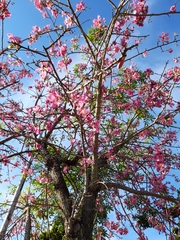 Ceiba pubiflora