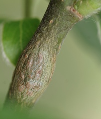 Euhexomyza simplicoides