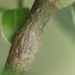 Euhexomyza simplicoides - Photo (c) Sonja Deneve, algunos derechos reservados (CC BY-NC), uploaded by Sonja Deneve