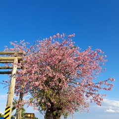 Ceiba pubiflora