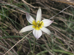 Tulipa patens