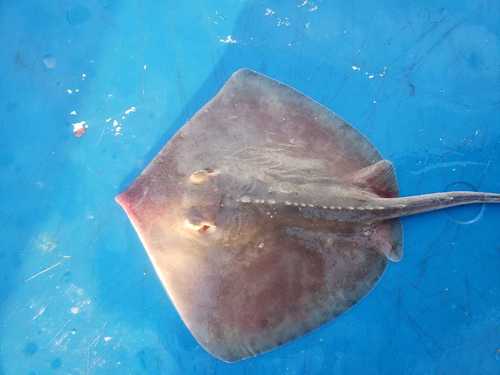 Longnose Stingray (Hypanus guttatus) — Dasyatidae