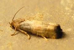 Epiblema desertana