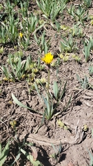 Agoseris glauca glauca