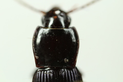 Pterostichus amethystinus