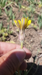 Agoseris glauca glauca