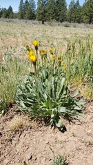 Agoseris glauca glauca